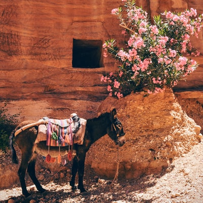粉色花朵旁的黑驴